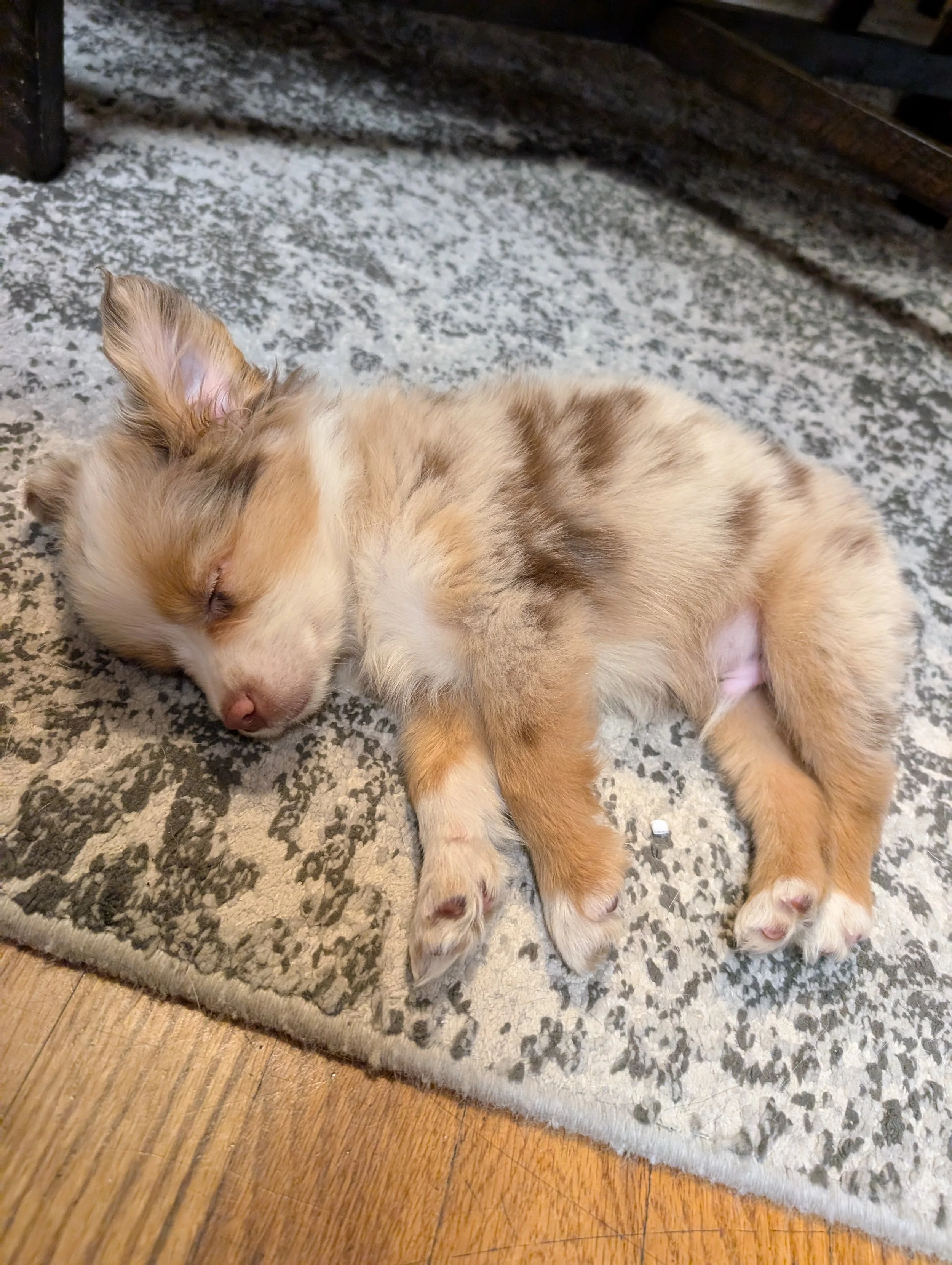 A small, fluffy puppy with tan, white, and gray fur sleeping on a patterned rug next to a wooden floor.