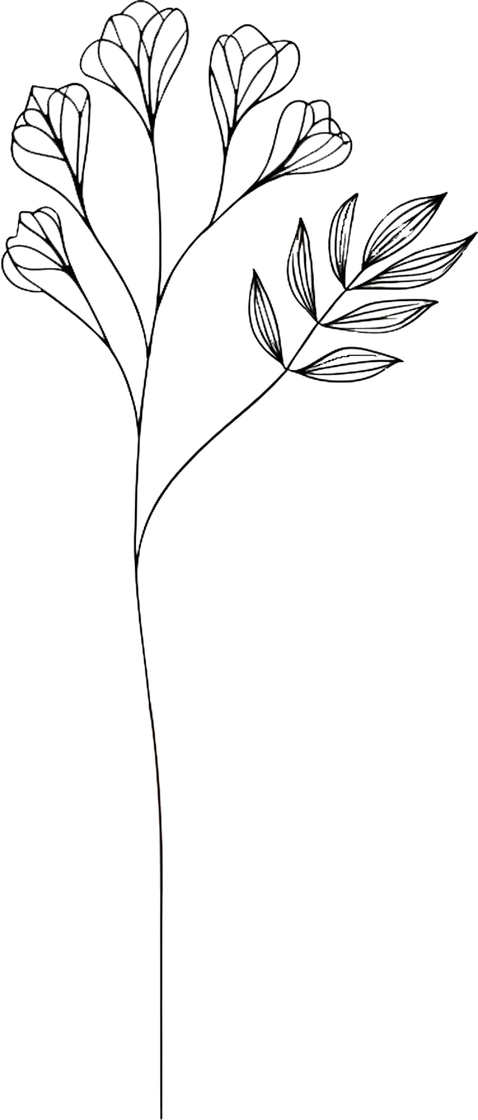 Illustration Blume Coaching