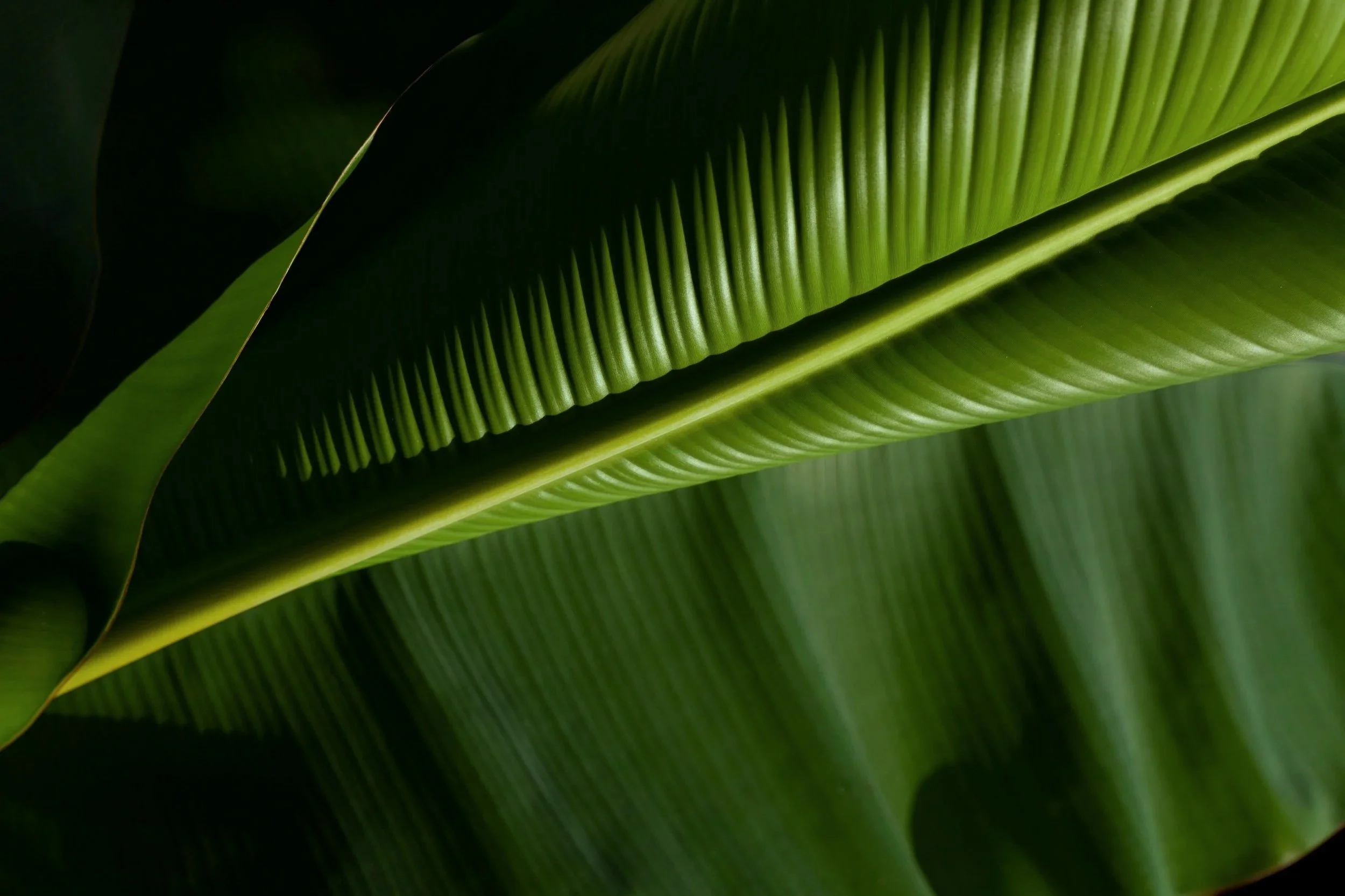 Selbstführung lernen - klar strukturierter Prozess für mehr Leichtigkeit, Selbstverbindung und Selbstführung im Alltag.