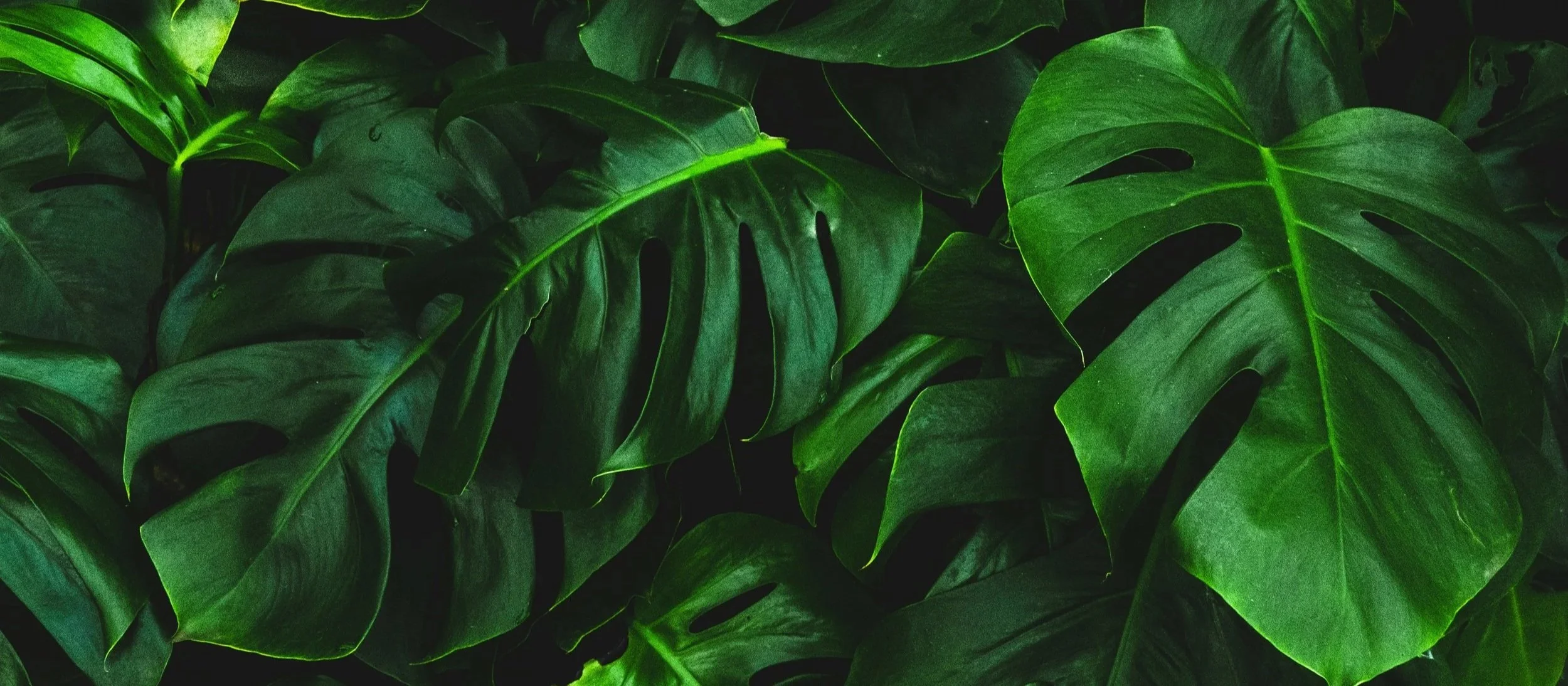 Ruhe und Regeneration – Nervensystem regulieren im Coaching