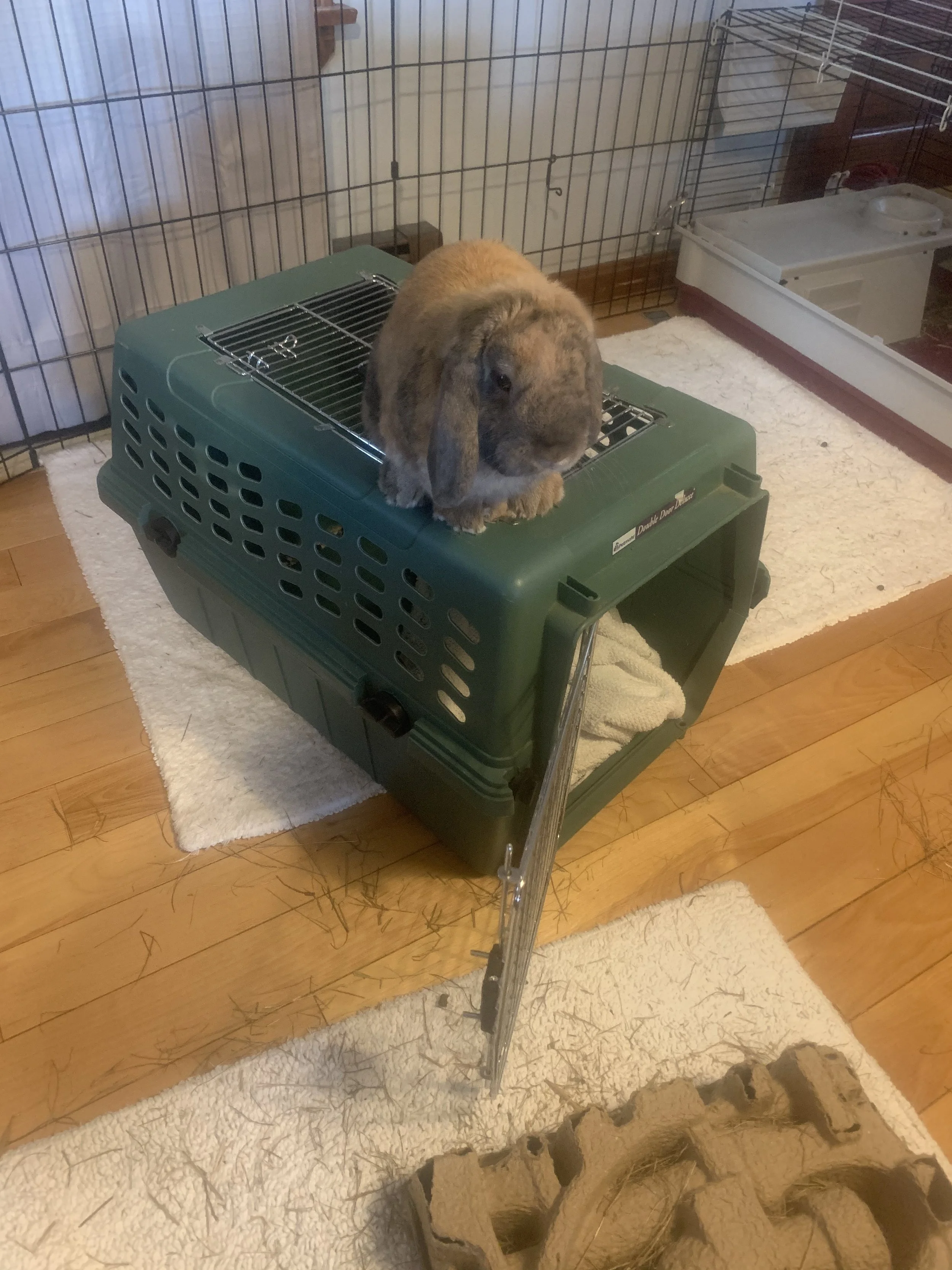 Predator or Prey?