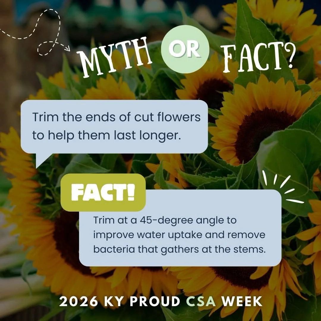 Myth or Fact⁉️

Local blooms are fragrant, gorgeous, and long-lasting! Help those petals stay in tip top shape by trimming their ends and changing their vase water every day (or every other day). 🌻🌻🌻

Looking for a cut flower CSA in your area? Che