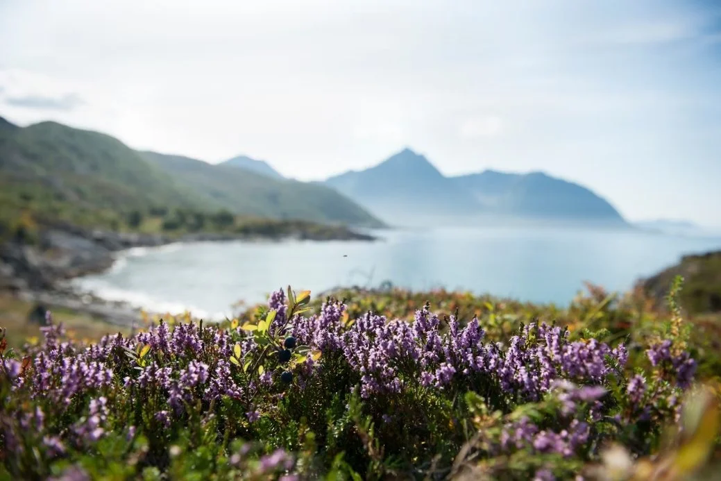 Purple flowering plants in the foreground with a coastal landscape and mountains in the background.