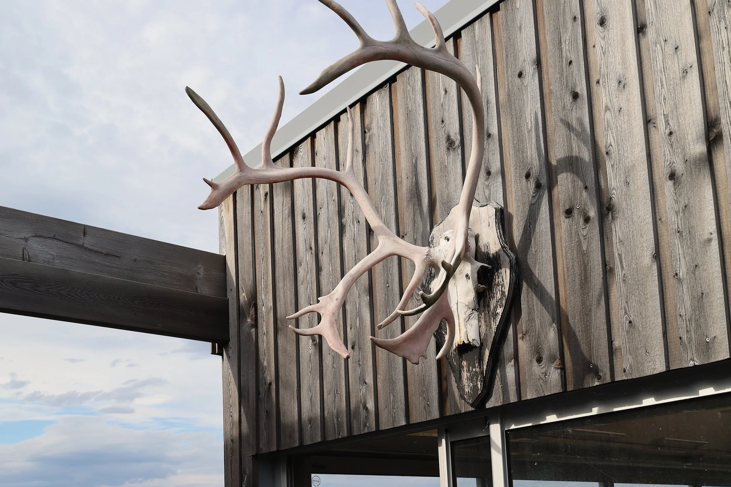 Deer antlers mounted on a wooden wall outside a building.