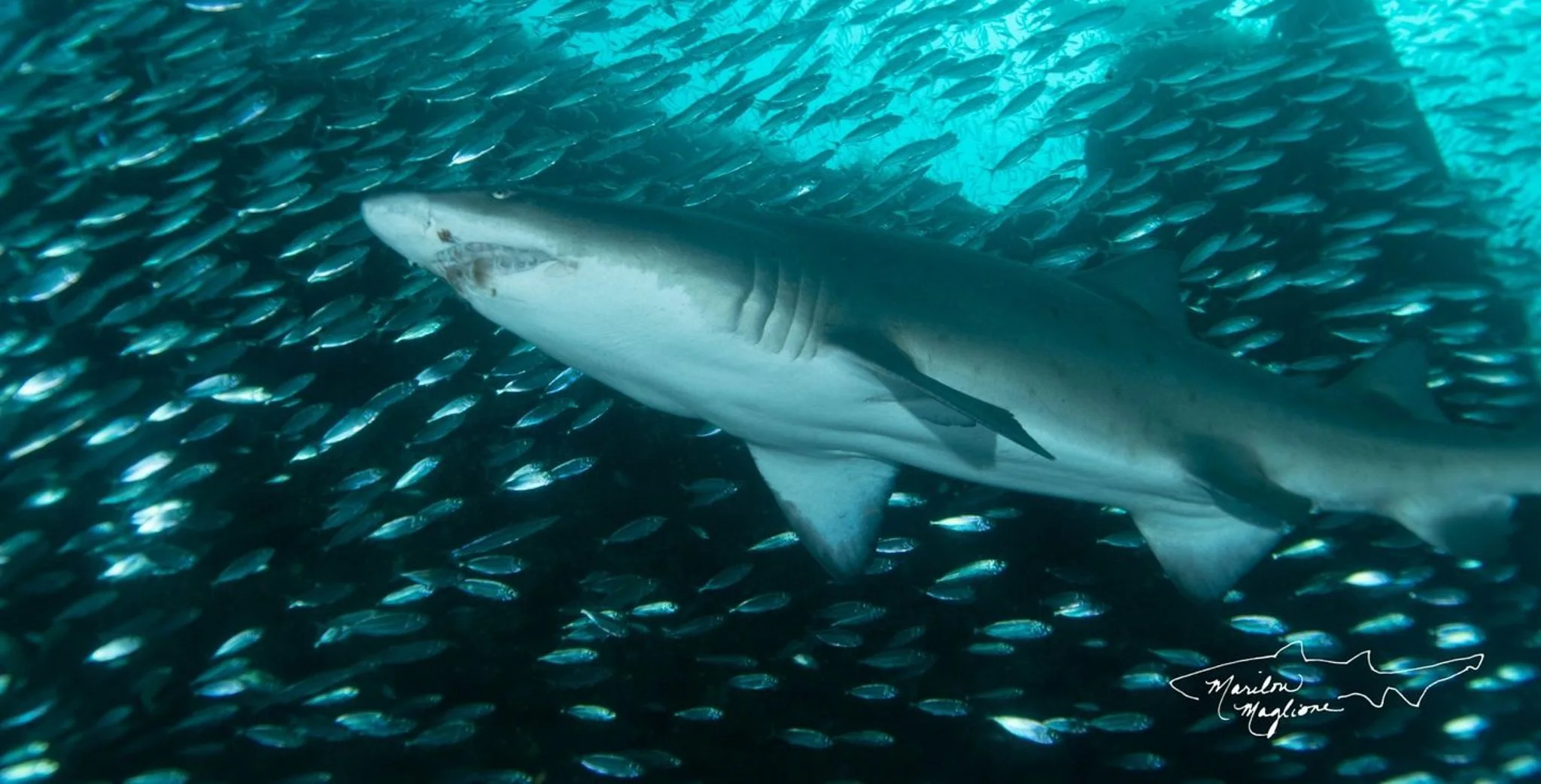 North Carolina Wreck Diving