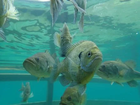 Group of fish swimming underwater near a glass tank.
