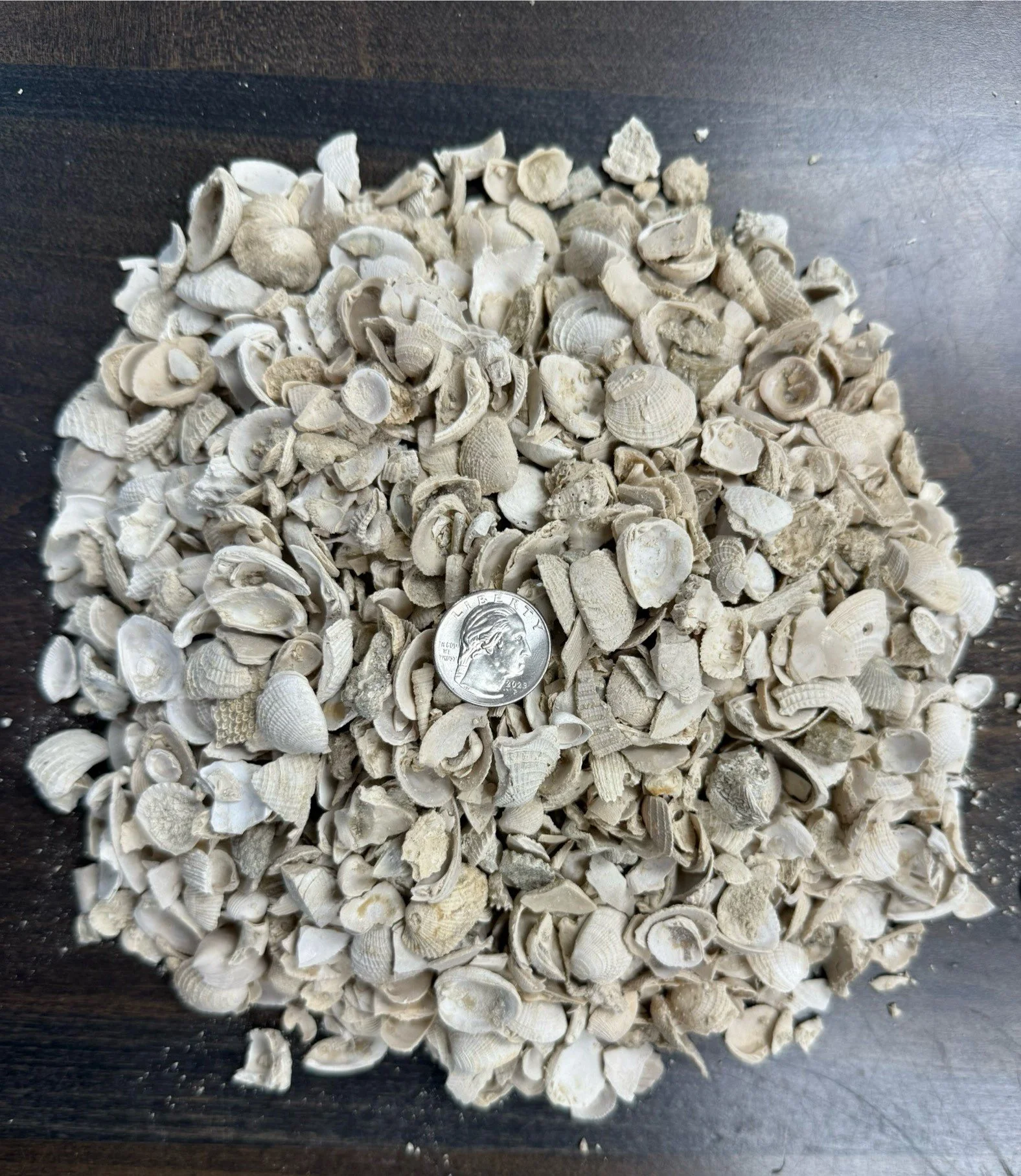 small washed shell (