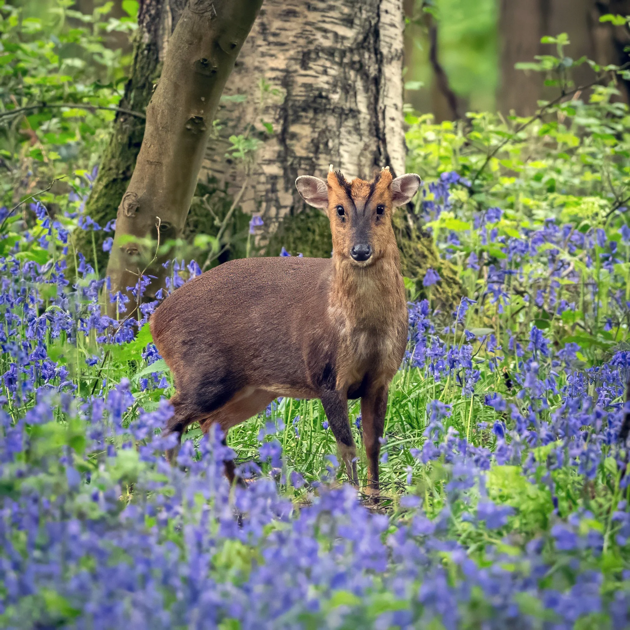 OM1 Muntjac Deer Insta SW776 2.jpg