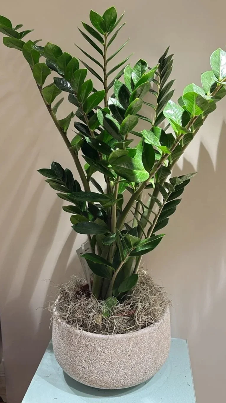 Zamioculcas.jpg
