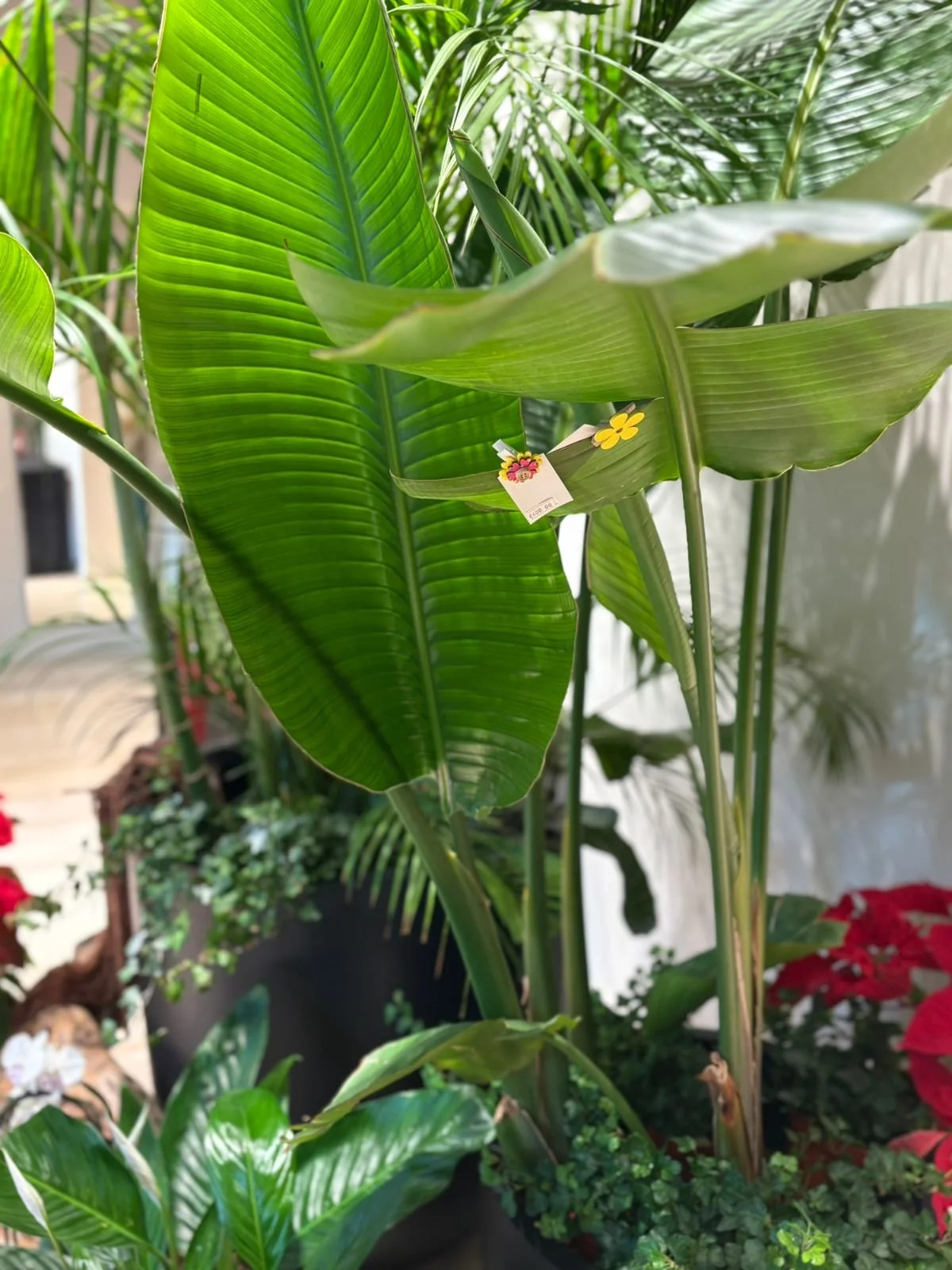 Tropical Strelitzia Nicolai Plant