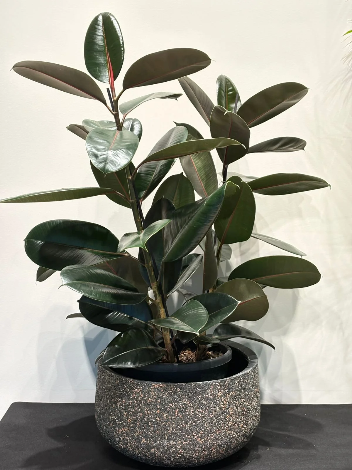 Ficus Robusta Indoor Plant