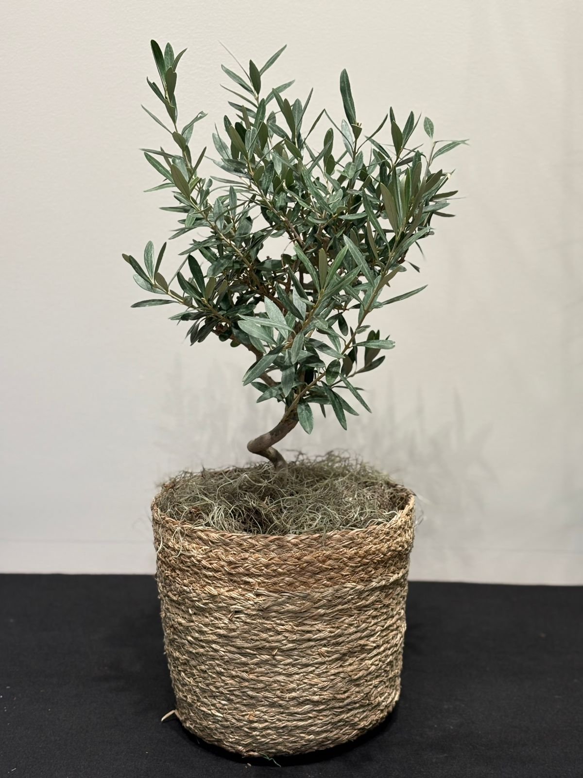 Olive Plant