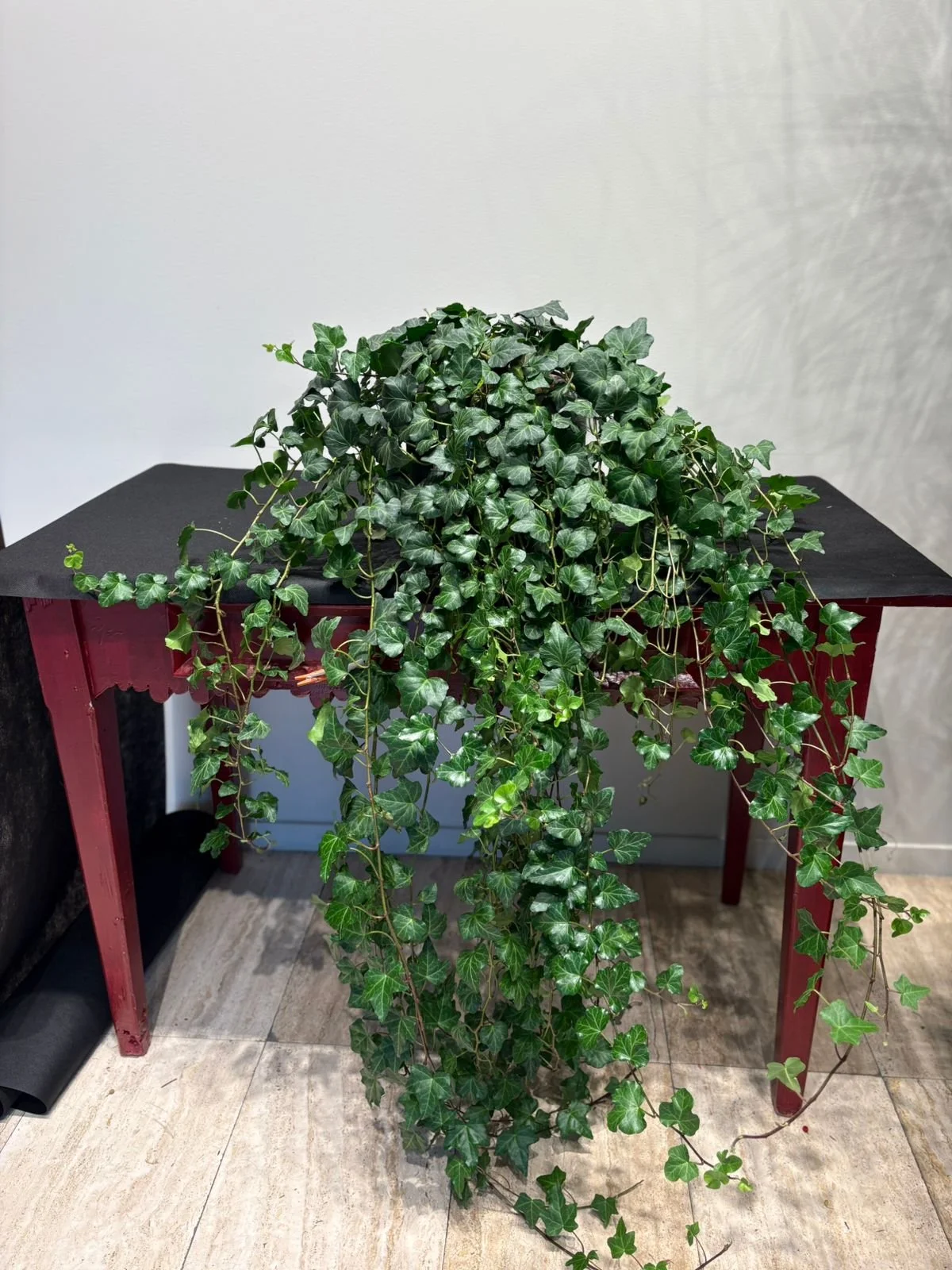 Elegant Ivy Hedera Helix