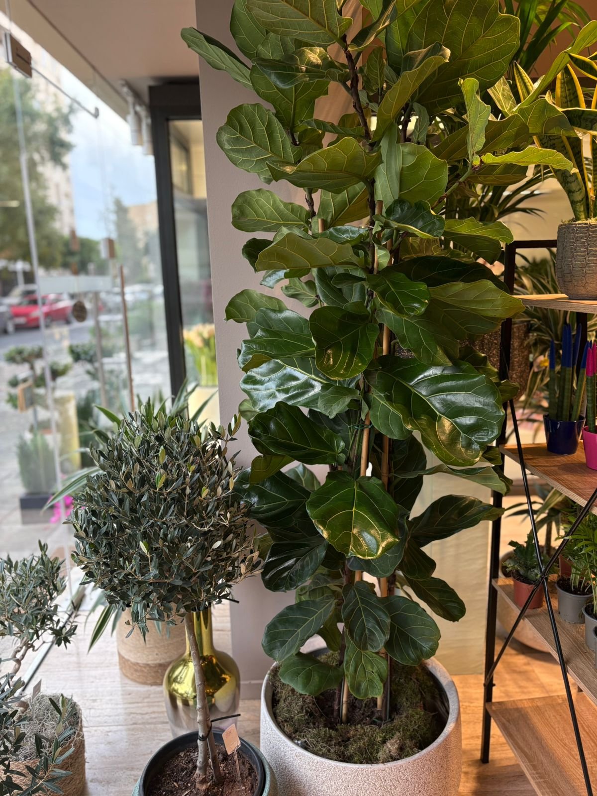 Ficus Lyrata Indoor Plant
