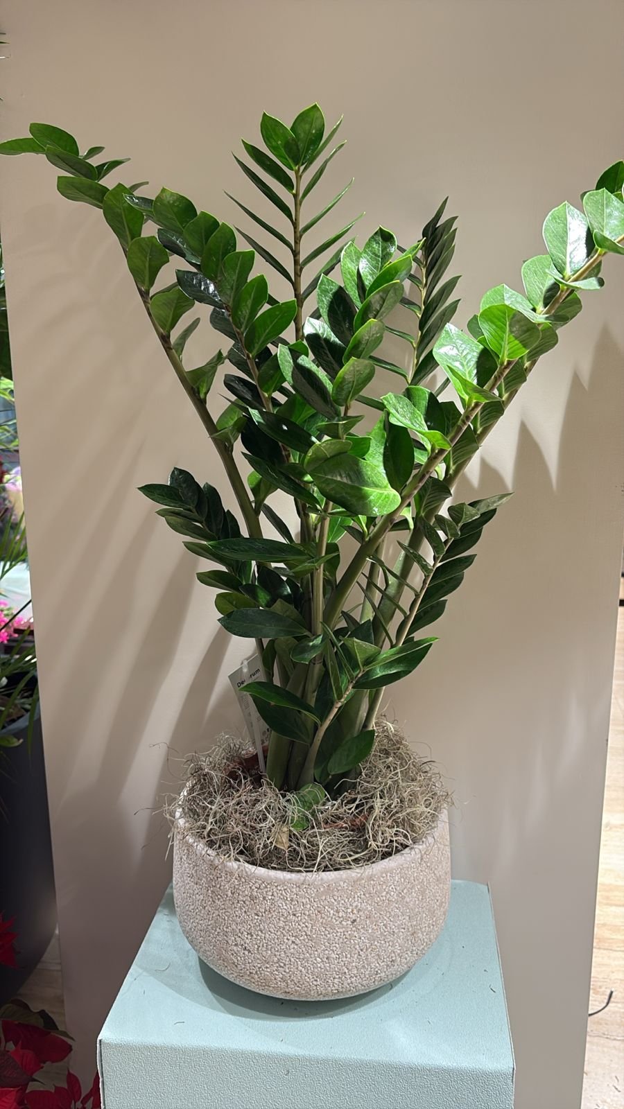 Zamioculcas Plant
