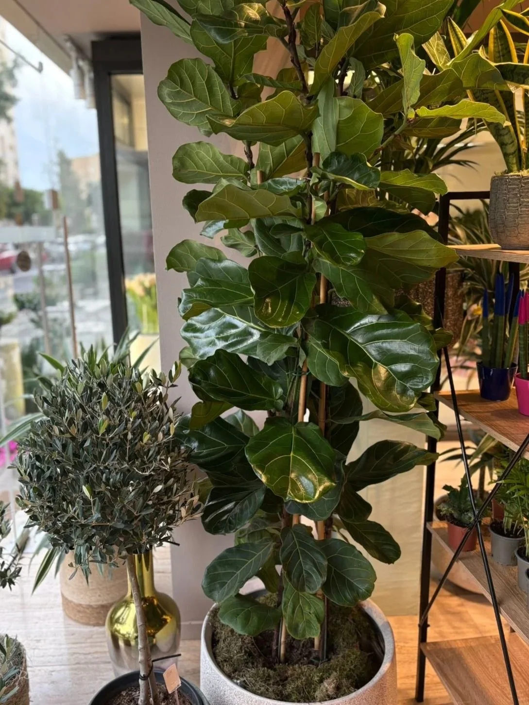Ficus+lyrata.jpg