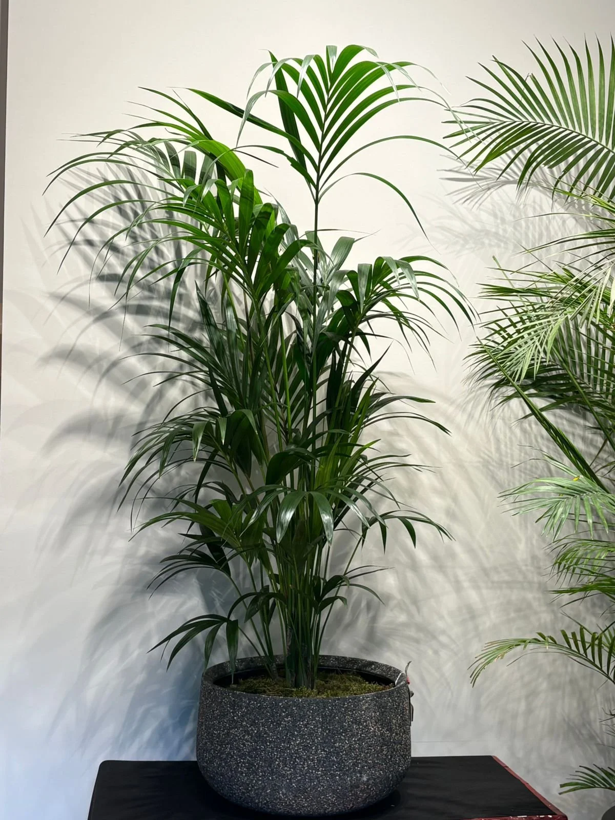 Howea Kentia Palm