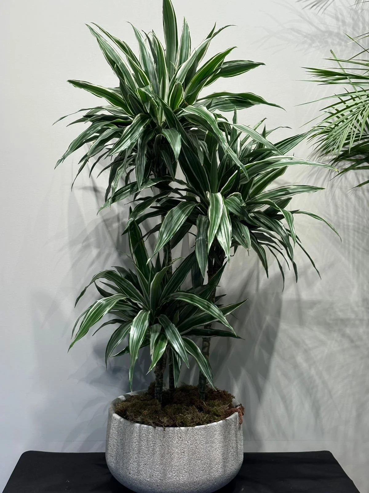 Dracaena Warneckii