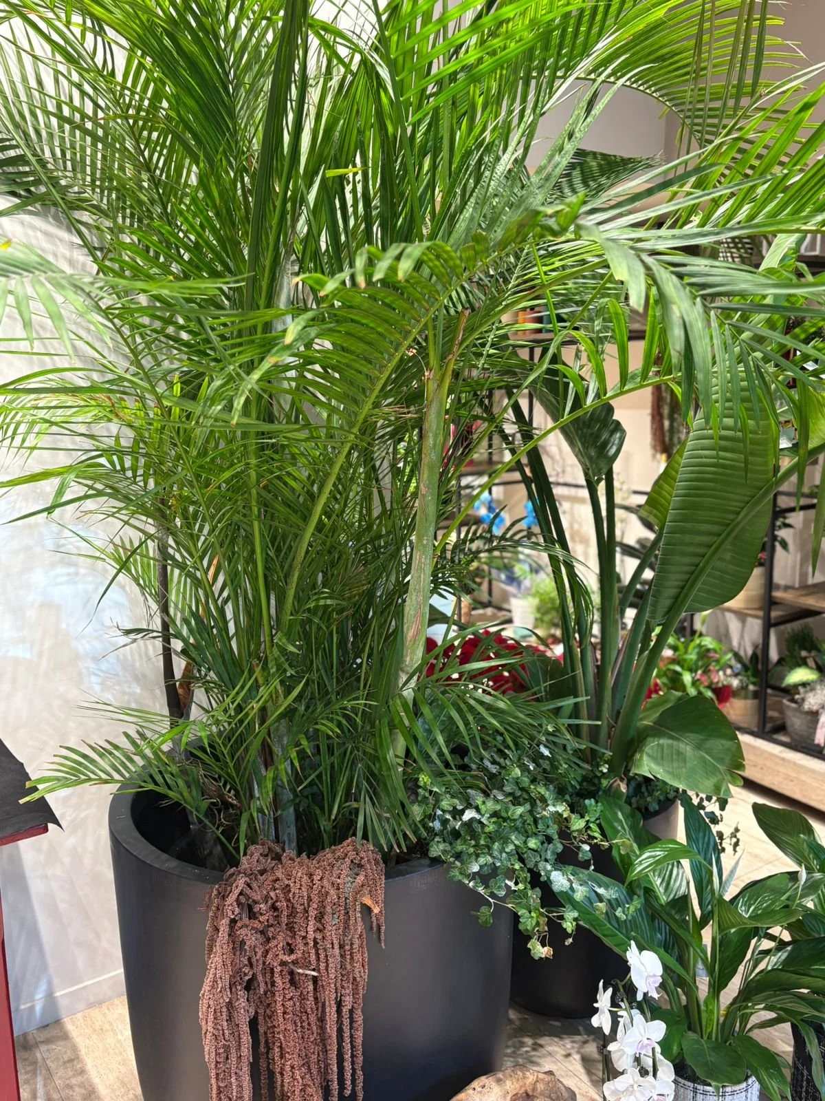 Areca Palm Delight