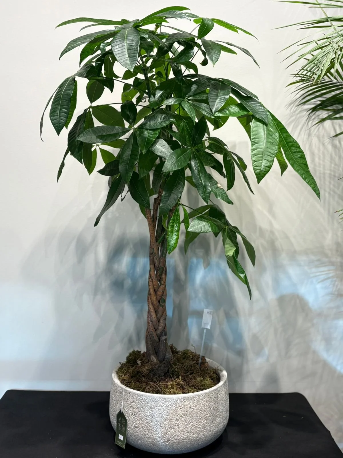 Pachira aquatica - Money Tree
