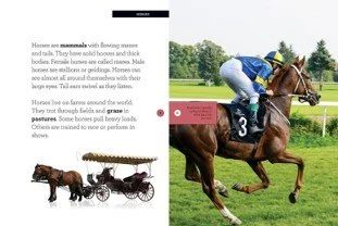 gwm horses 2.jpg