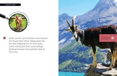 gwm goats 2.jpg