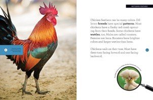 gwm chickens 2.jpg