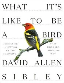 be a bird.jpg