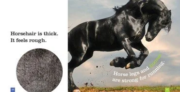 seedlings horses 2.jpg