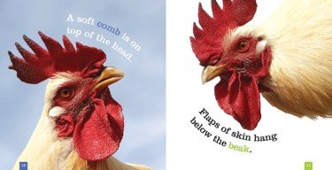 gwm chickens 2.jpg