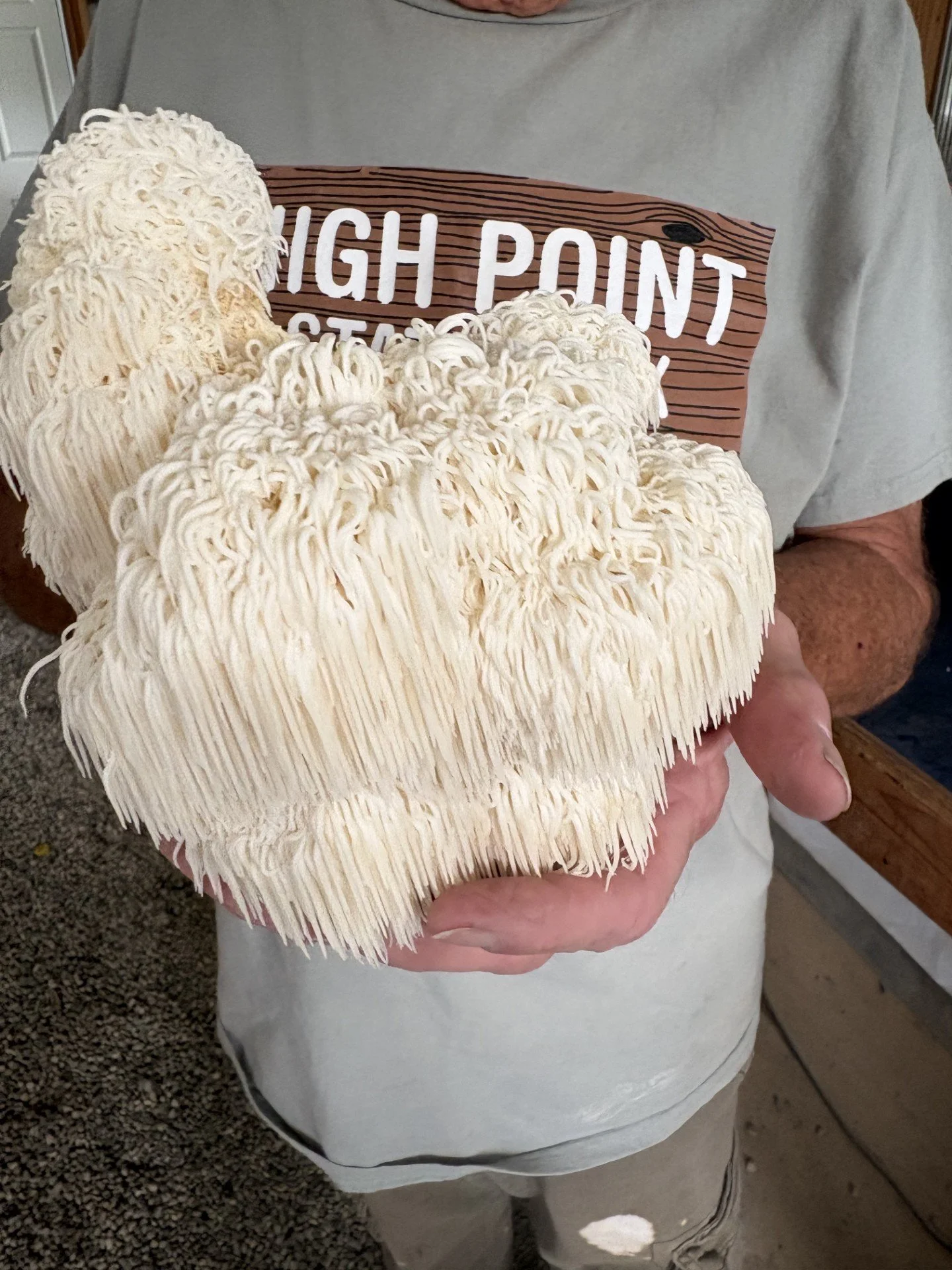 Lion's Mane.jfif