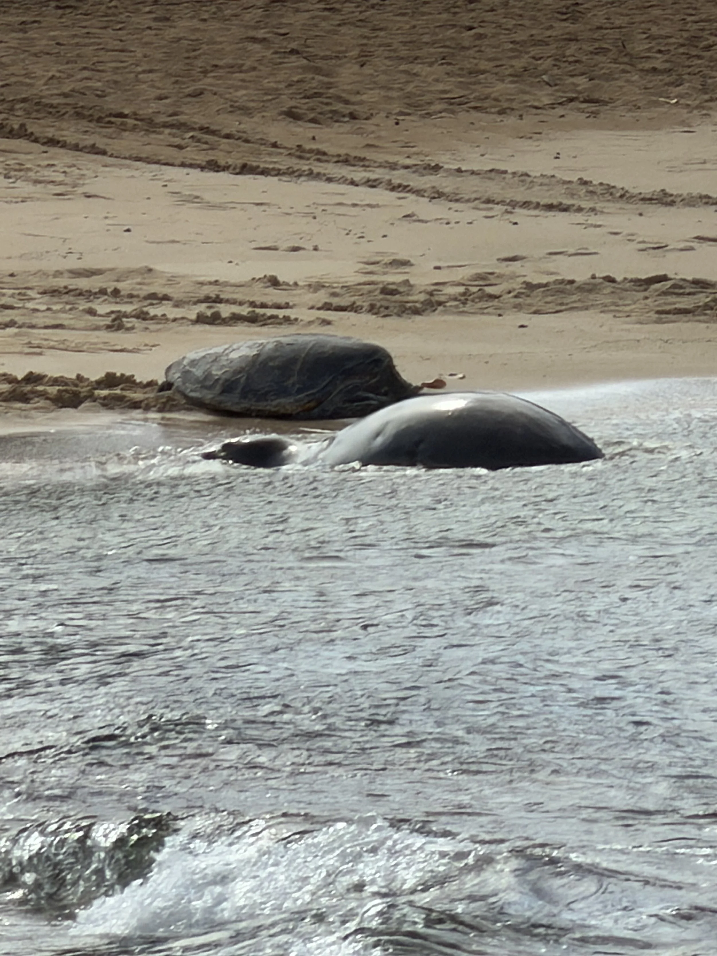 Ocean waves with two whales surfacing near shore, sandy beach in background.