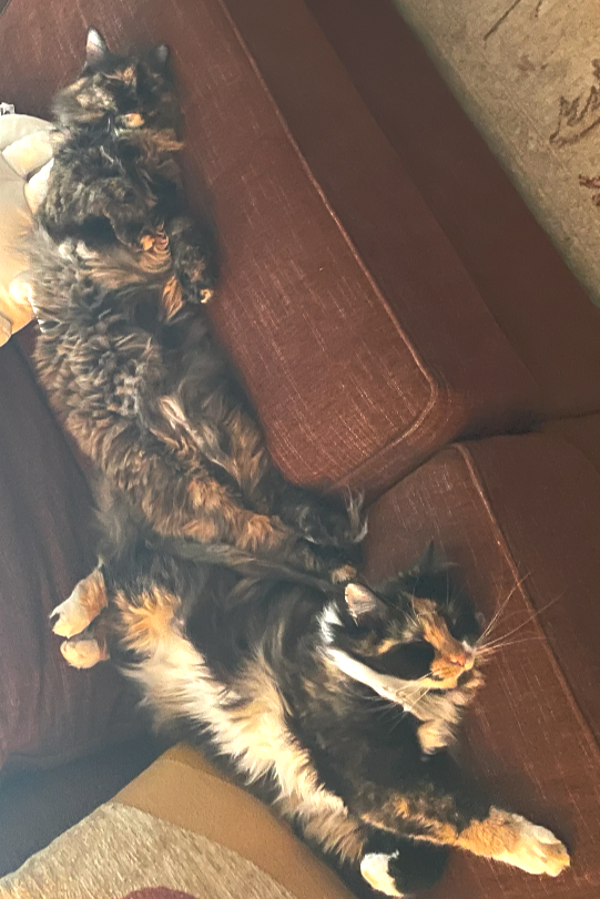 Sophie Conklin's two cats sleeping.