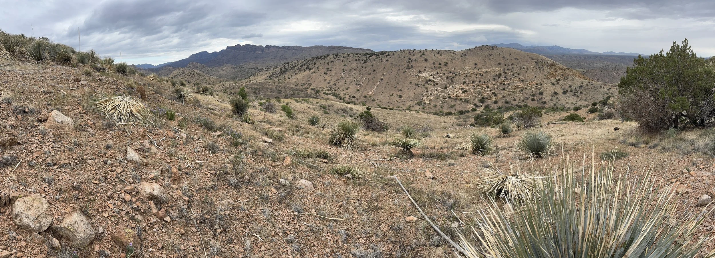A desert landscape with sparse vegetation, including yucca plants and bushes, in a mountainous area under a cloudy sky.