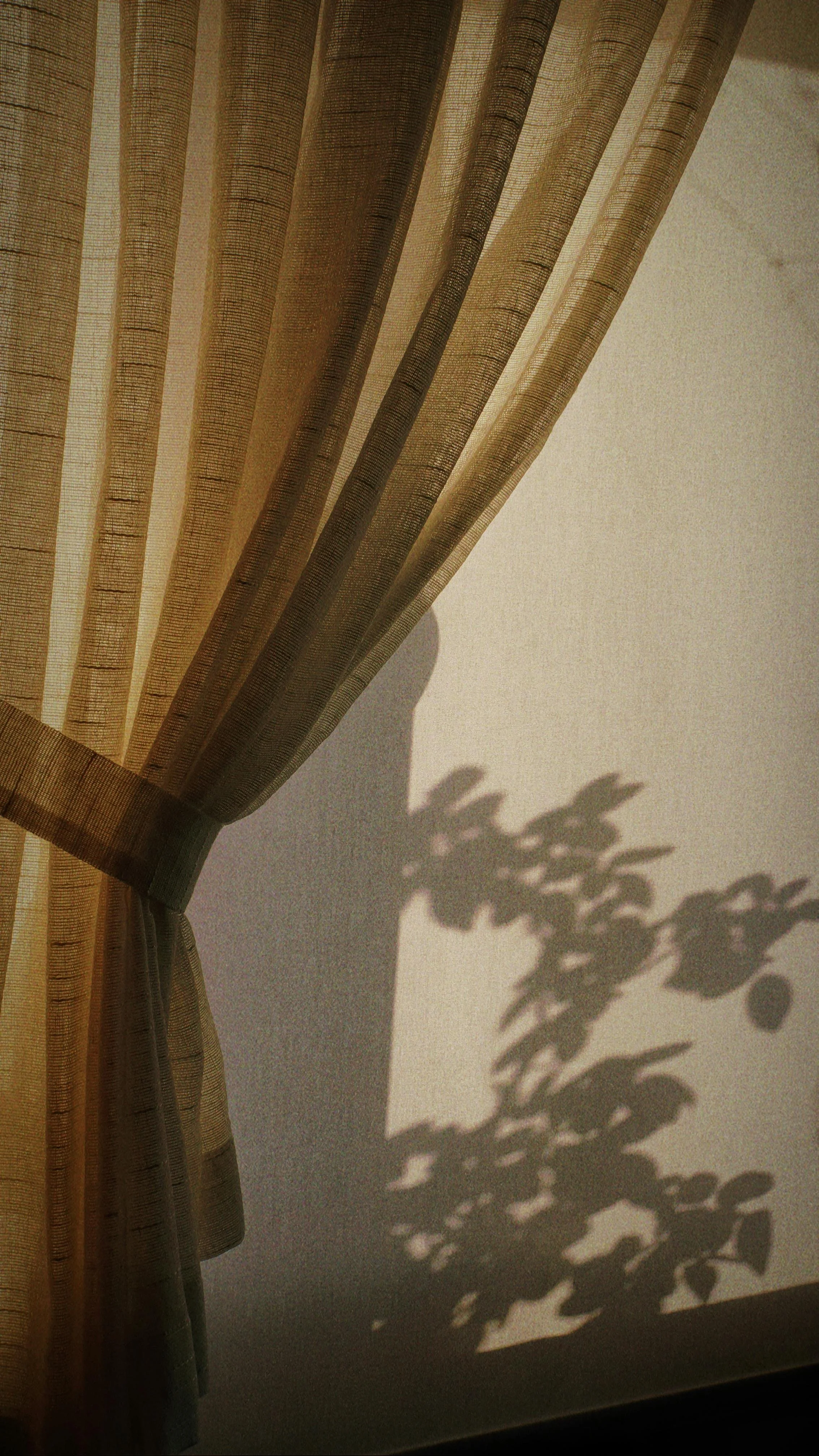 Sunlight passing through beige curtains, casting a shadow of a plant on the wall.