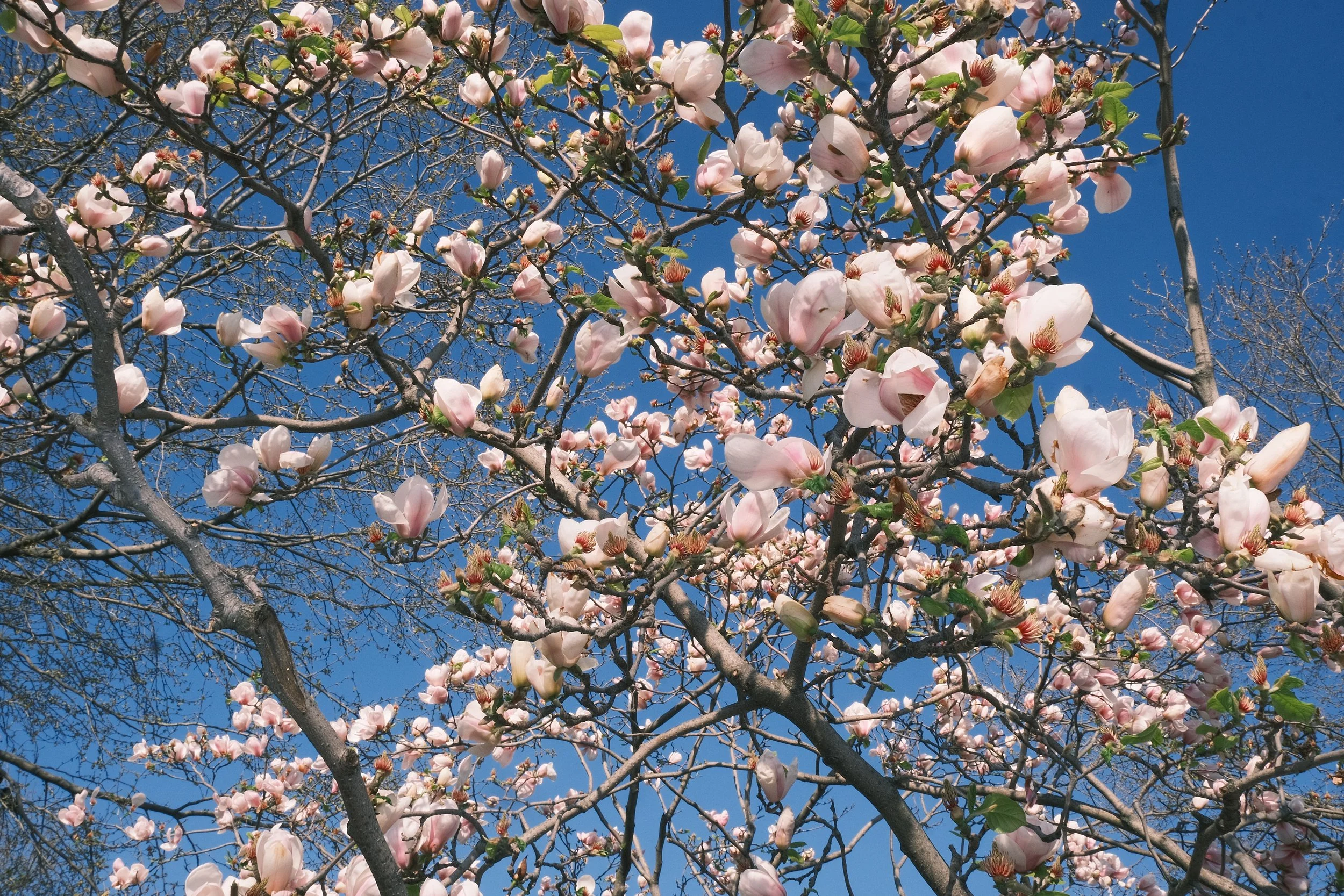 Branches d'un arbre en fleurs roses avec un ciel bleu en arrière-plan.