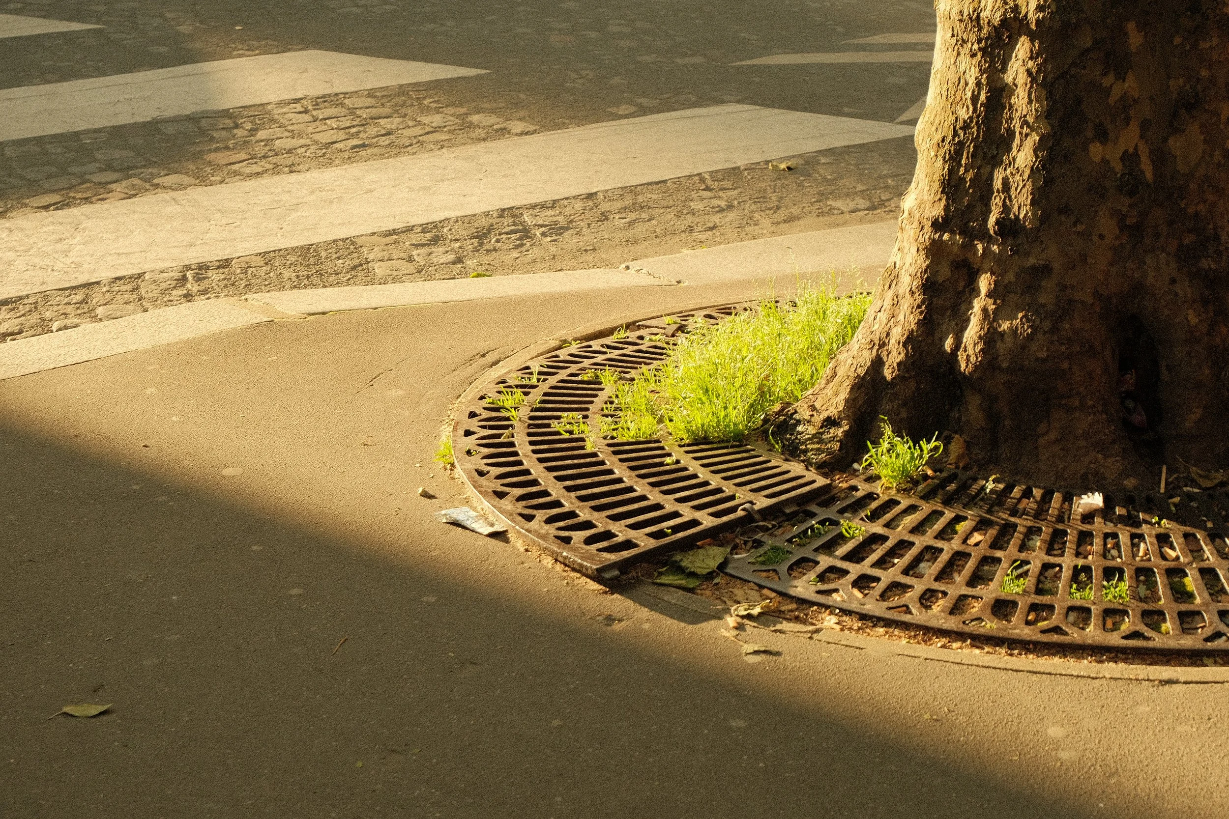 Un tronc d'arbre entouré de grilles d'égout, avec de l'herbe qui pousse entre celles-ci, en plein jour.