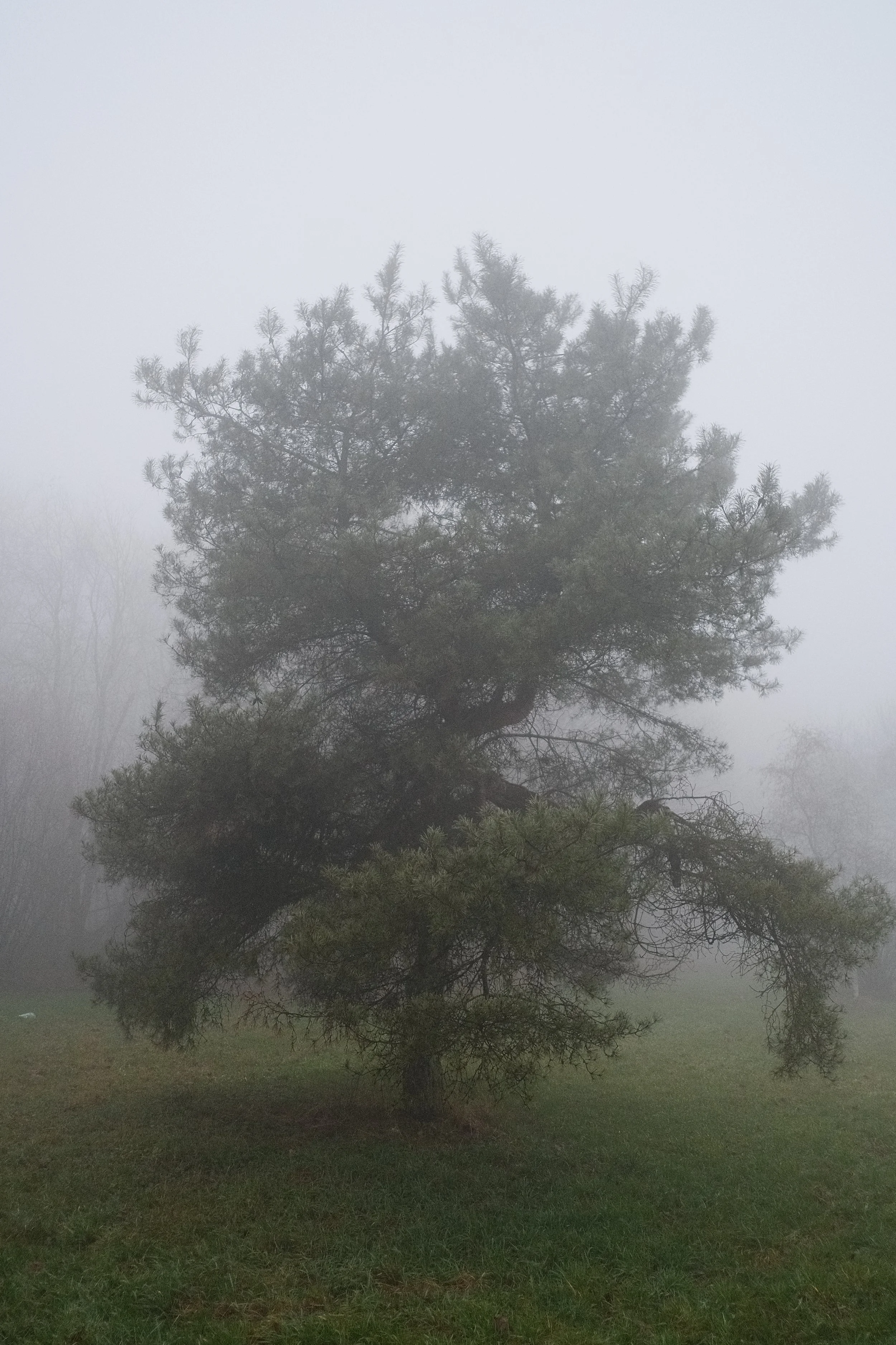 Un arbre isolé dans une zone gazonnée enveloppé par un épais brouillard.