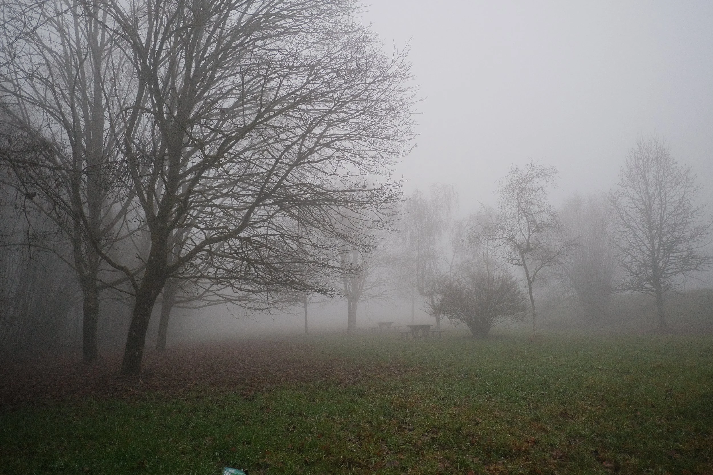Un parc brumeux avec des arbres sans feuilles, une table de pique-nique en arrière-plan, et un sol recouvert de feuilles mortes.