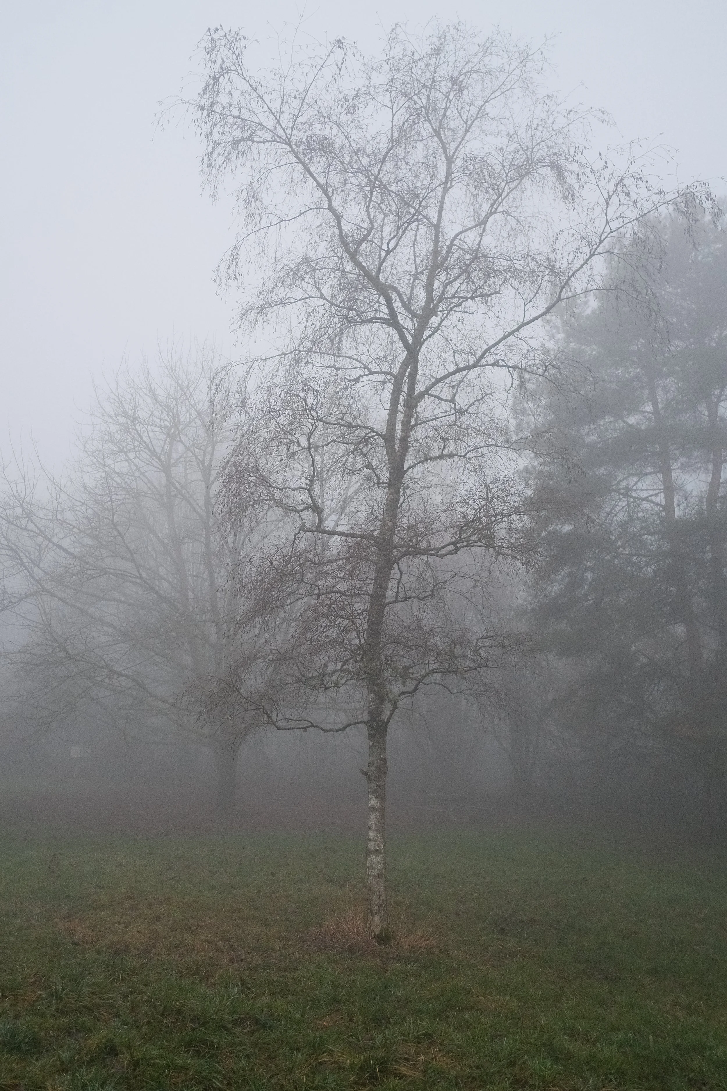 Arbre nu dans un parc brumeux, avec d'autres arbres flous en arrière-plan.