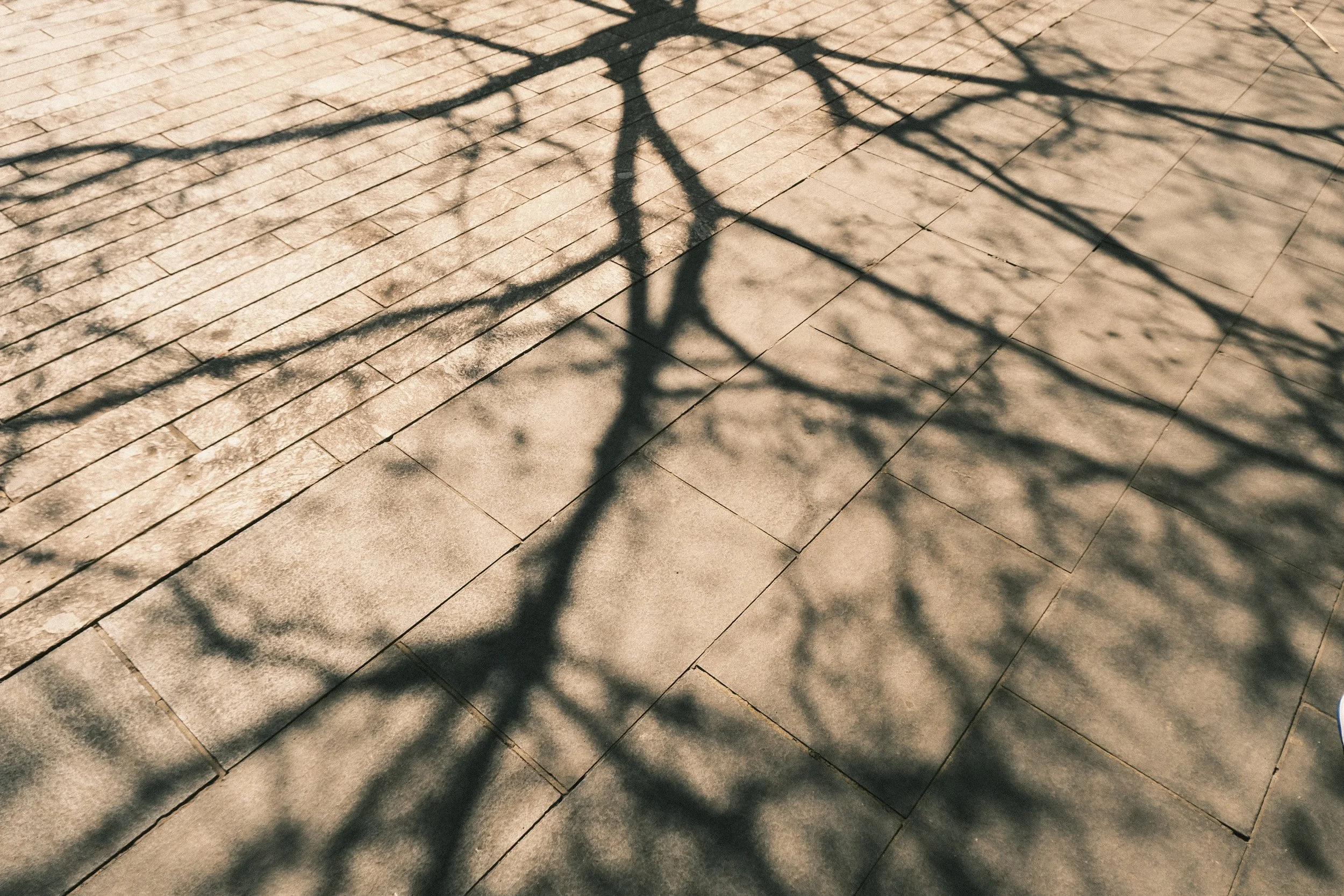 Ombre d'une branche d'arbre sur un sol en pavés.