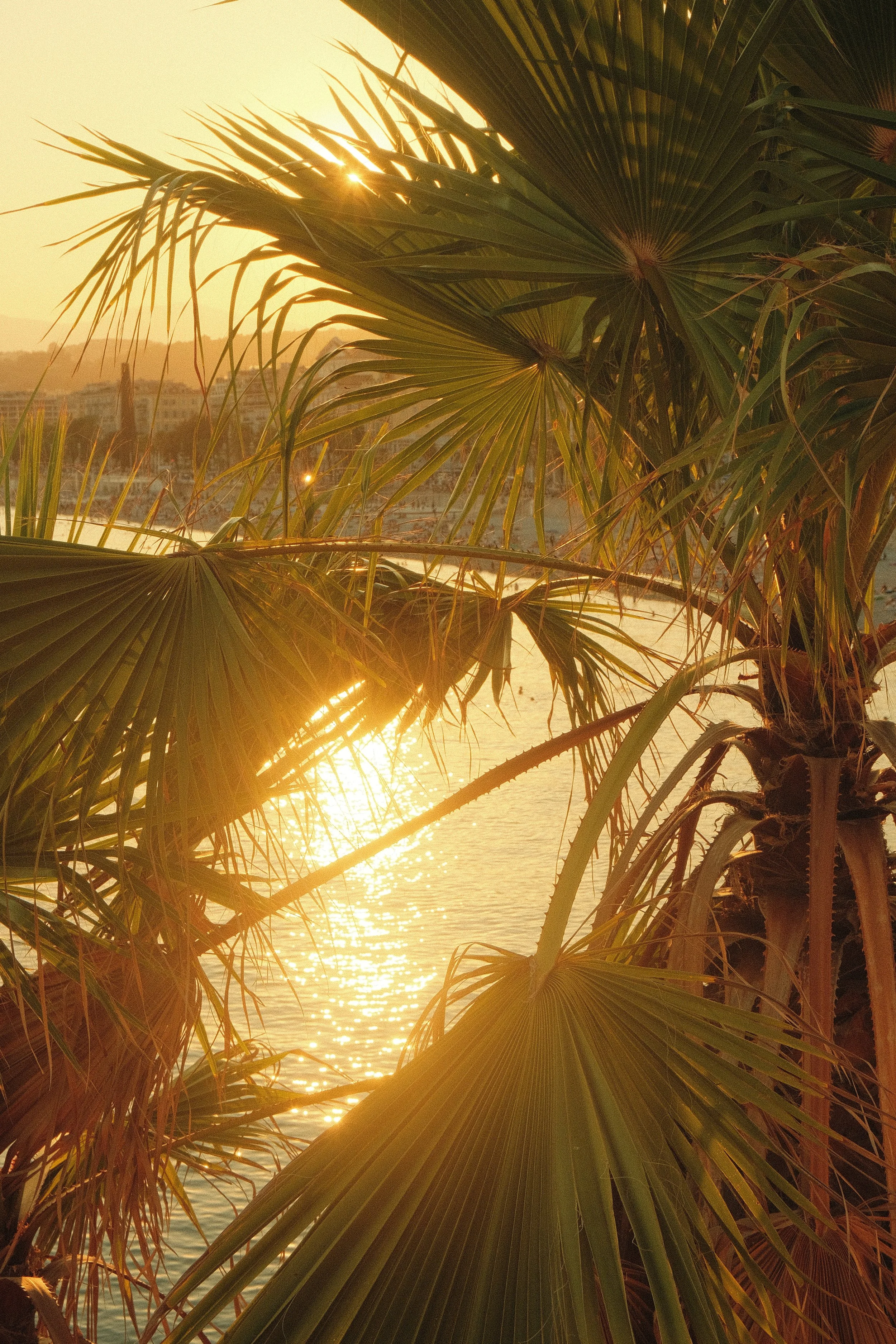 Feuilles de palmier au coucher du soleil au bord de l'eau.