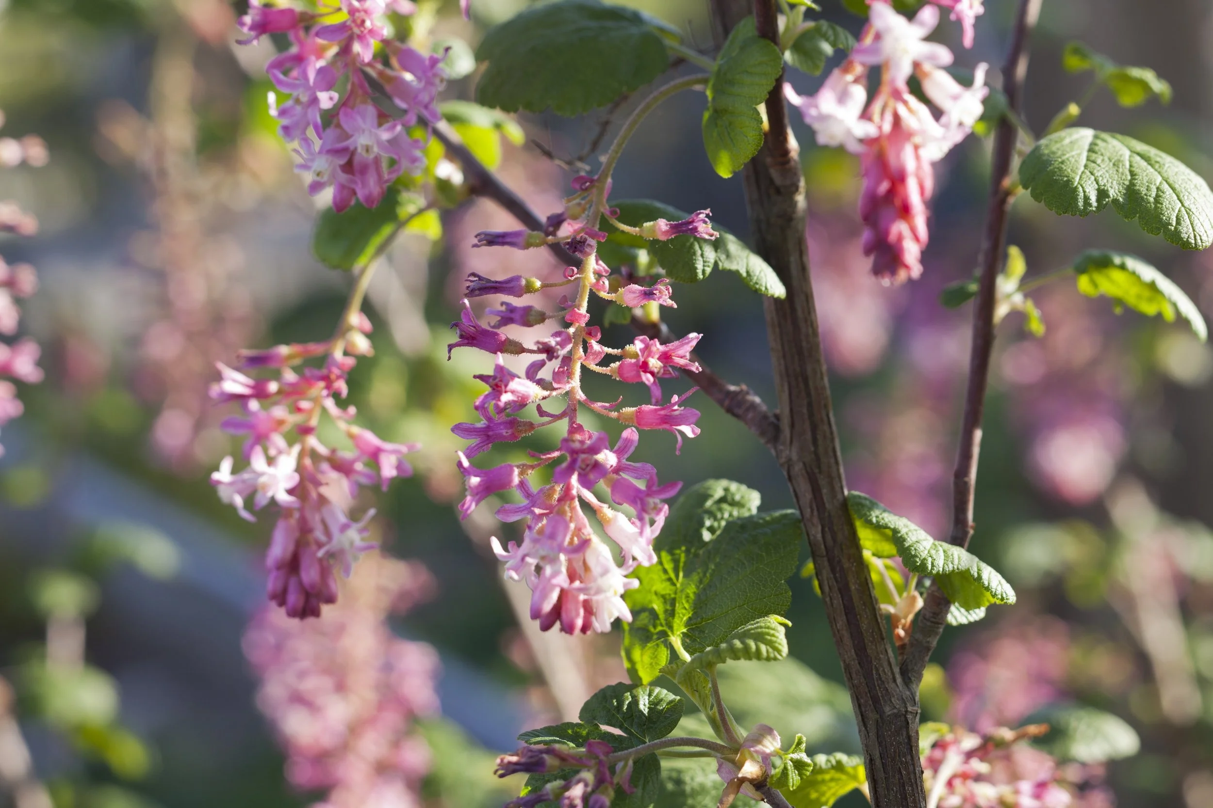 Why Native Plantings Belong in a Central Coast Garden in Santa Cruz, CA