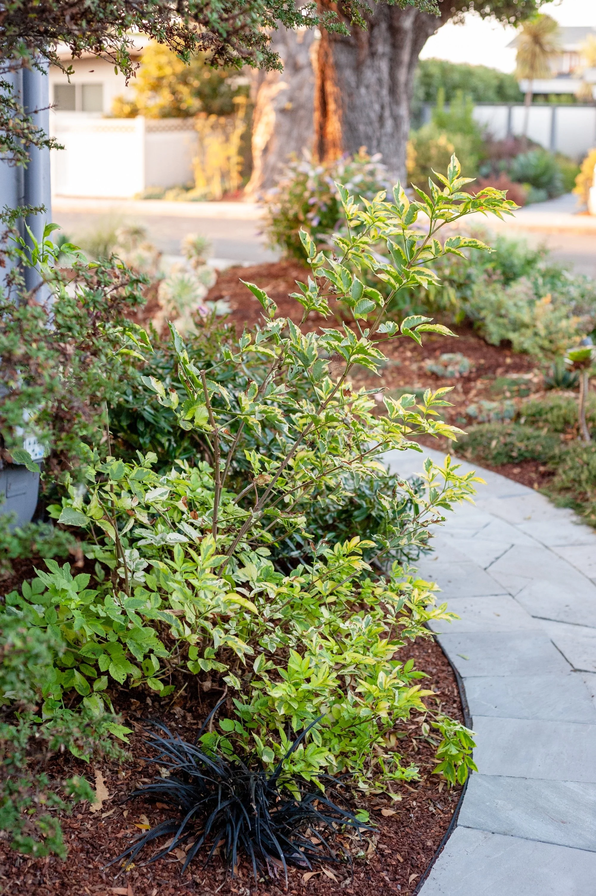 Paver walkway and drought-tolerant plantings in mulch garden bed -- Orchard Keepers