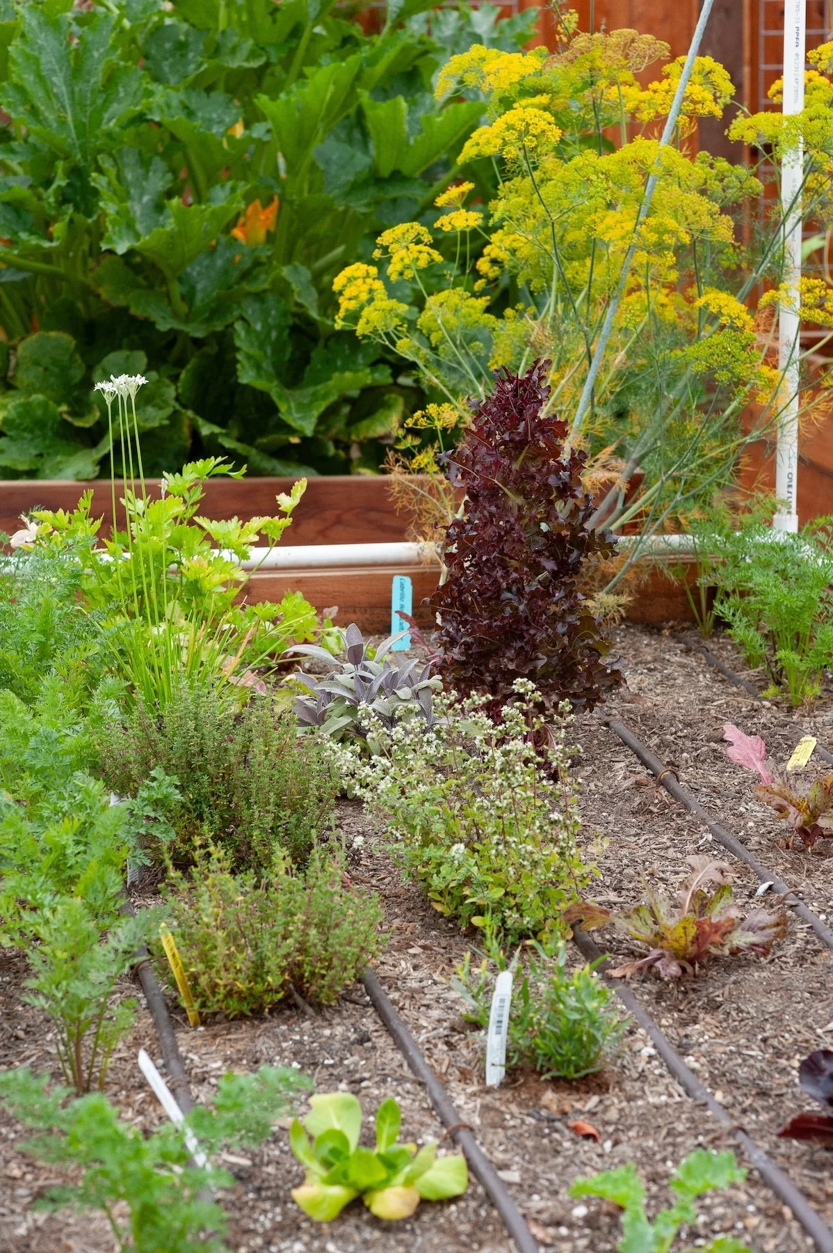 Raised garden bed with flowering fennel and young lettuce seedlings planted in rows -- Orchard Keepers