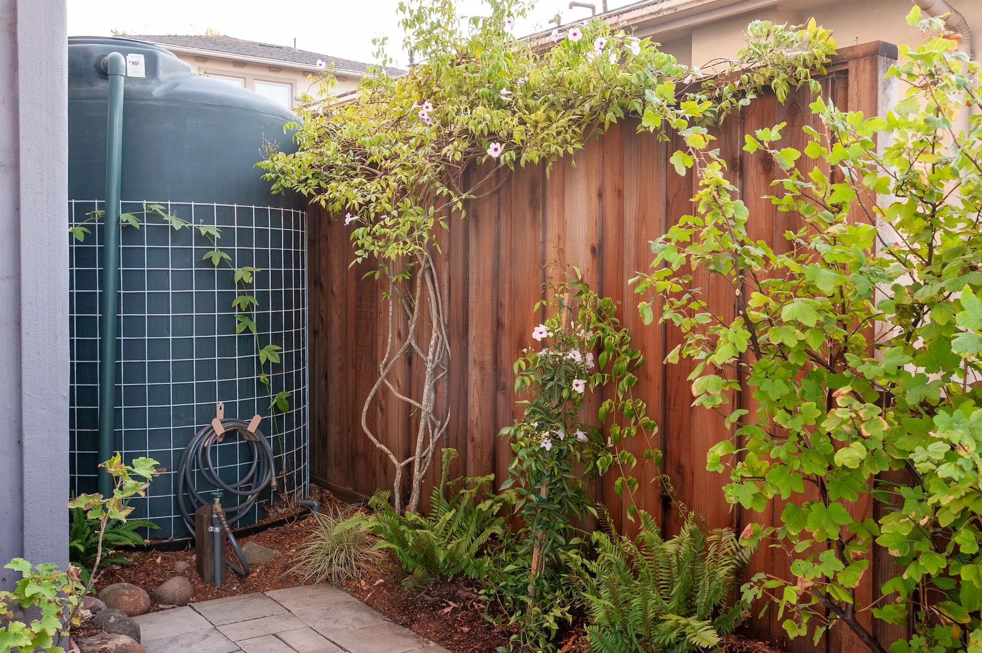 Sustainable side yard landscape featuring a rainwater harvesting tank, climbing vines, ferns -- Orchard Keepers