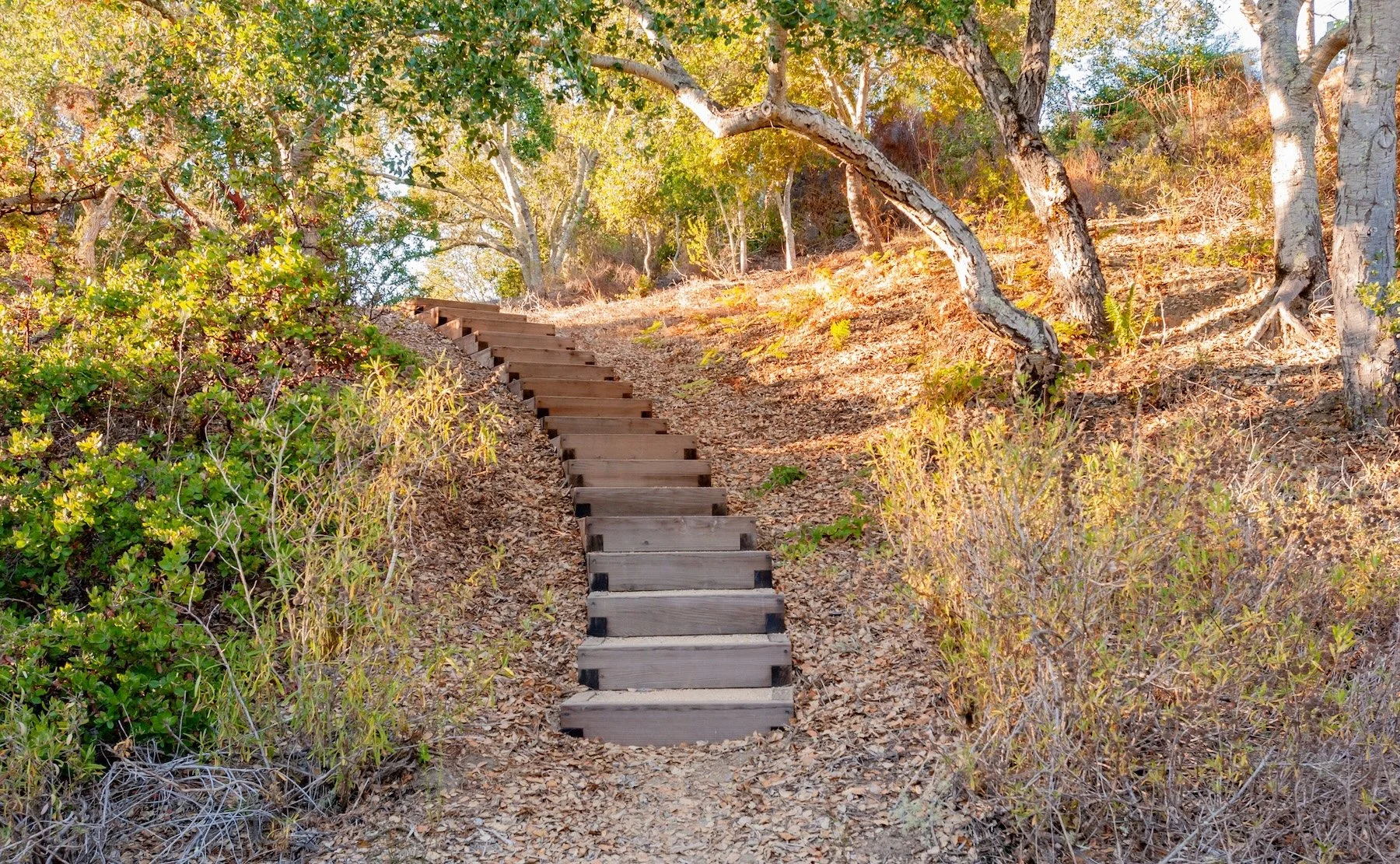 Wooden and gravel staircase in an oak woodland trail -- Orchard Keepers