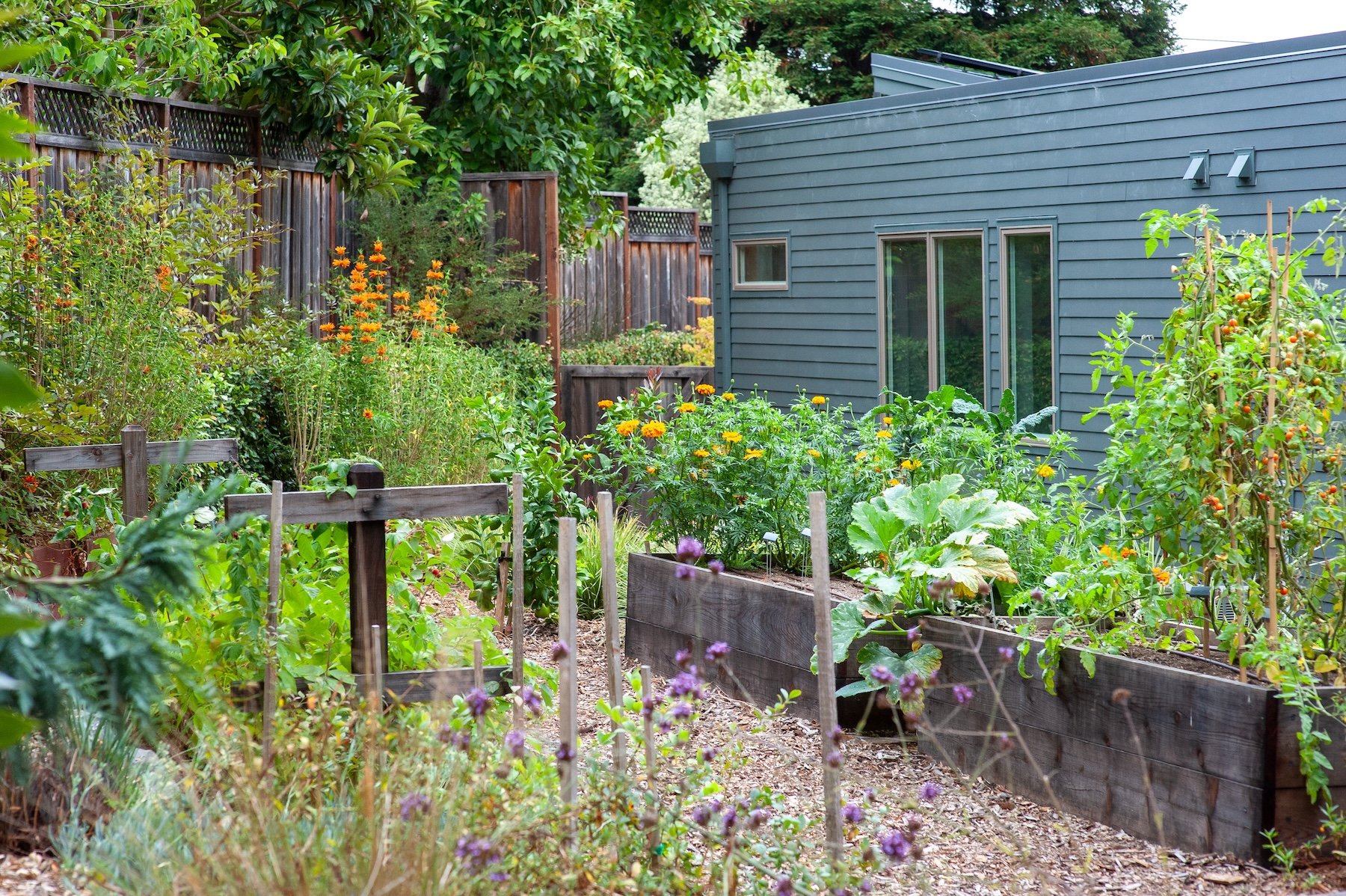 Backyard vegetable garden with raised beds and flowering plants in front of a modern gray house - Orchard Keepers