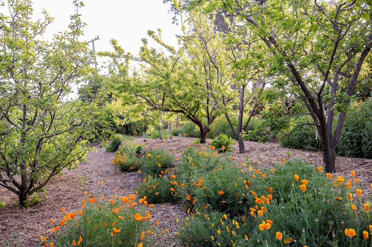 Professional home orchard care in Santa Cruz County, CA