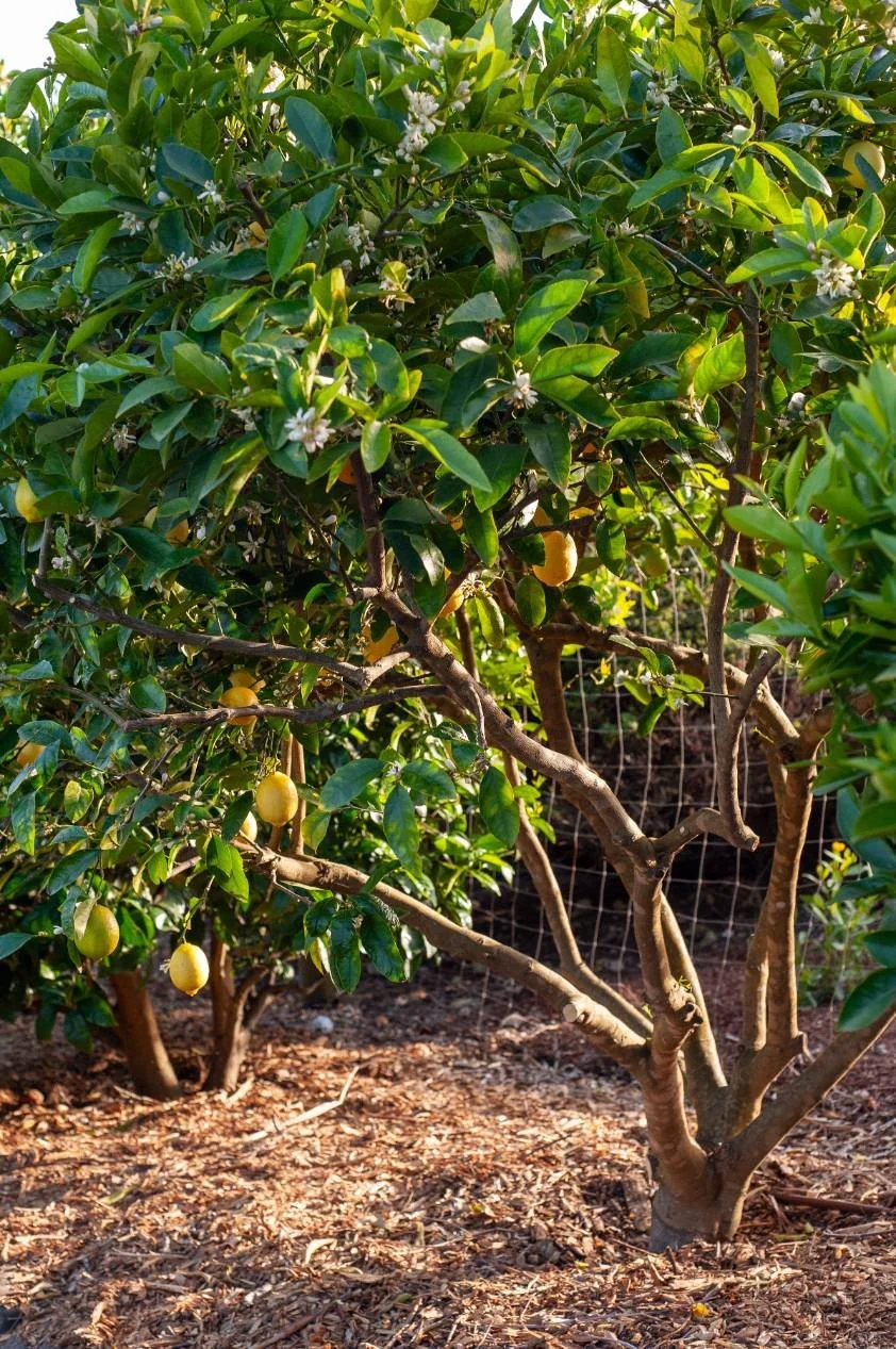 Home orchards and edible landscape installation company in Santa Cruz, CA